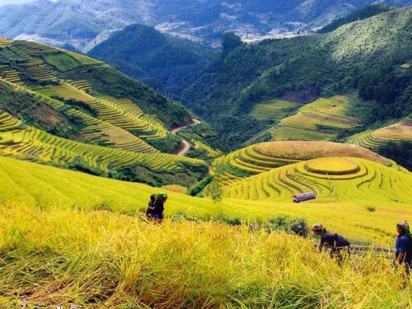 Tour Du Lịch Sapa 2 Ngày 1 Đêm giá rẻ