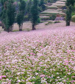 Du Lịch Hà Giang 2 Ngày 3 Đêm giá rẻ