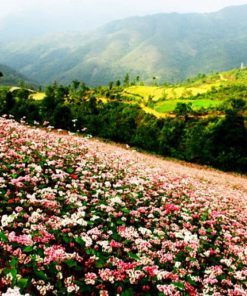 Du Lịch Hà Giang 2 Ngày 3 Đêm giá rẻ