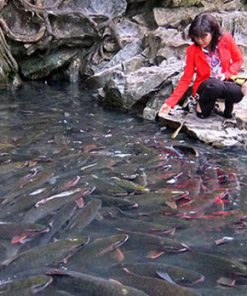 Du Lịch Thanh Hóa 3 Ngày 2 đêm giá rẻ
