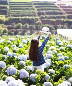 Du Lịch Đà Lạt 2 Ngày 1 Đêm