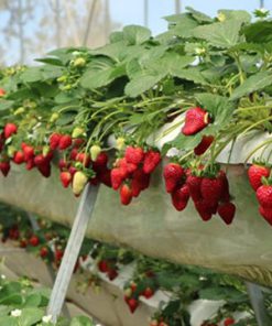 Du Lịch Đà Lạt 2 Ngày 1 Đêm